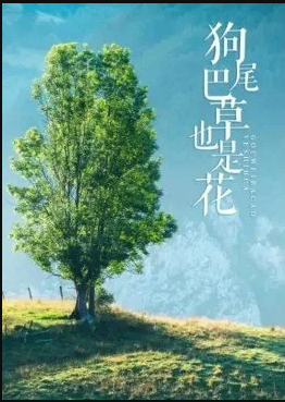 狗尾巴草也是花(全集)